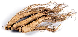 Ginseng root