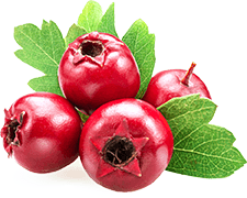 Hawthorn berry